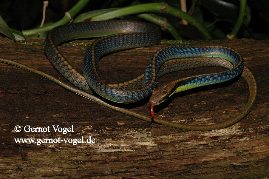 Dendrelaphis cyanochloris